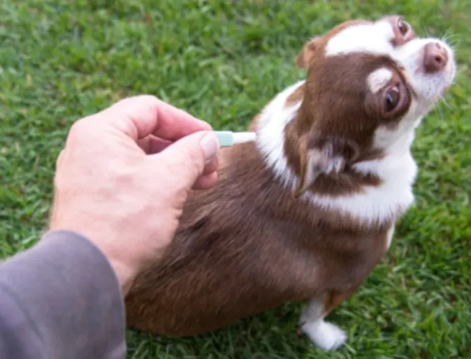 Owner Giving a Small Brown/White Dog Flea Medication